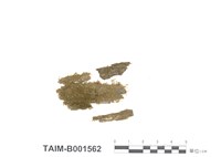 藏品(唇邊鱗蘚屬)的圖片